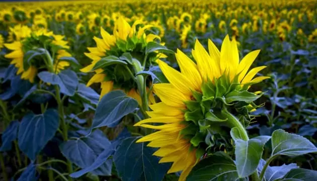 Переробка українського соняшнику в березні сягнула тримісячного максимуму