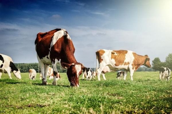 Производители животноводства полностью обеспечивают украинцев