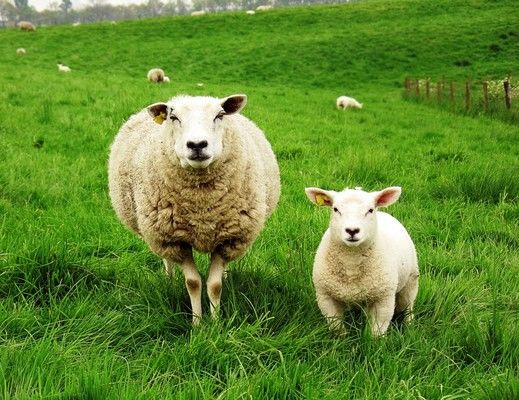 «Меринос-Захід» експортуватиме овець в Німеччину