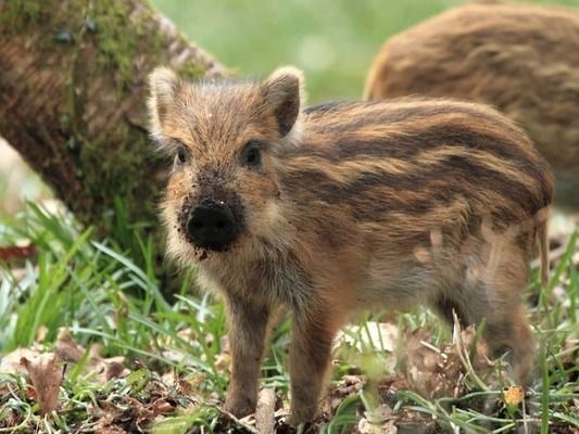 В Полтавской области погибли от африканской чумы погибли 14 диких свиней