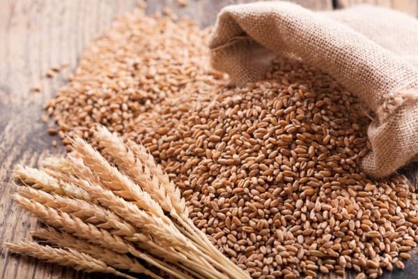 Индия планирует 7-кратное увеличение закупок пшеницы в нетрадиционных штатах