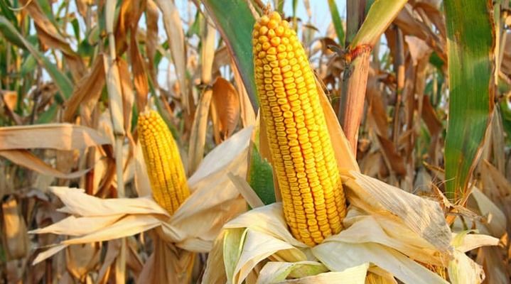 Мексика очікує зростання виробництва кукурудзи на 7% завдяки обіцяним опадам та попиту