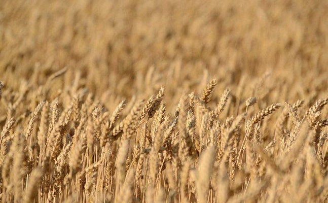 Мінагрополітики України оприлюднило прогноз цьогорічного врожаю зернових та олійних культур