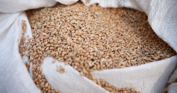 Австралия ожидает снижения производства пшеницы