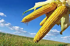 Прогноз мирового производства кукурузы в 2017/18 МГ повышен на 5 млн т