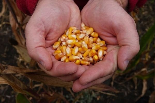 Во Вьетнаме прогнозируют масштабный рост в потреблении кукурузы