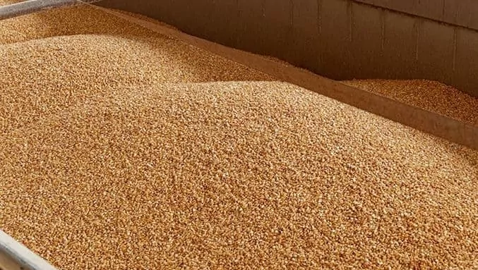"НИБУЛОН" удалось нарастить экспорт зерна даже во время войны