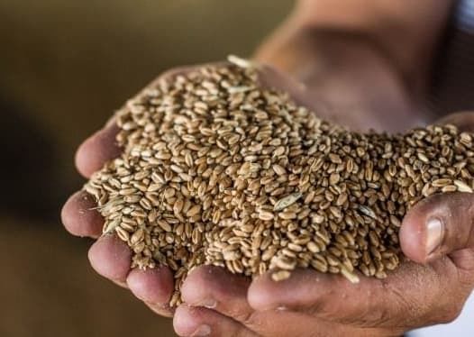 Польша отклонила предложение о введении референтной цены на украинское зерно