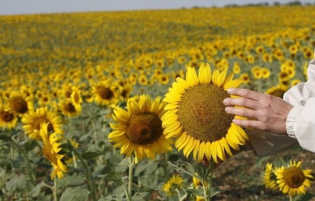 Війна та логістика змінюють рентабельність агросектору: олійні культури стають більш вигідними, аніж зернові