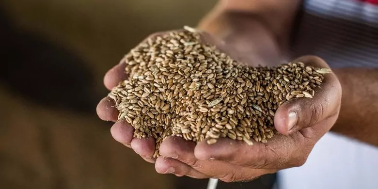 Украина намерена экспортировать более 60 млн тонн зерна в следующем маркетинговом году
