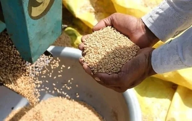 Есть угроза сокращения производства зерновых культур, – прогноз IGC