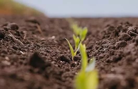 Правительство США поможет украинским фермерам с удобрениями для осеннего сева