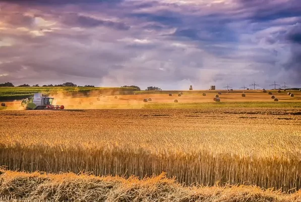 В Украине прогнозируют 56 млн тонн урожая зерновых