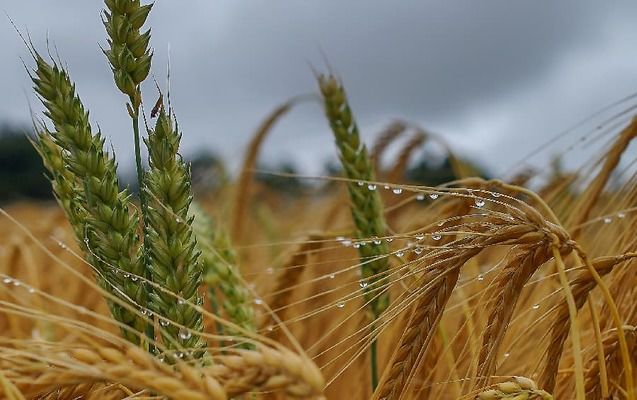 Червнені зливи збільшили запаси вологи в зернових, але ускладнили догляд за посівами