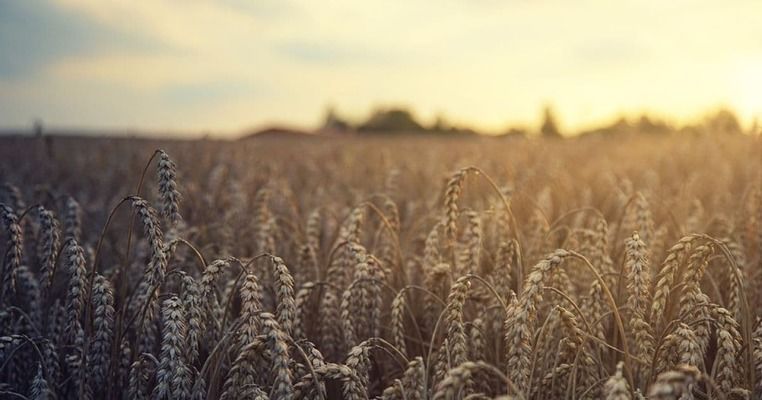 Індія вводить обмеження на продаж пшениці, щоб стримати зростання цін