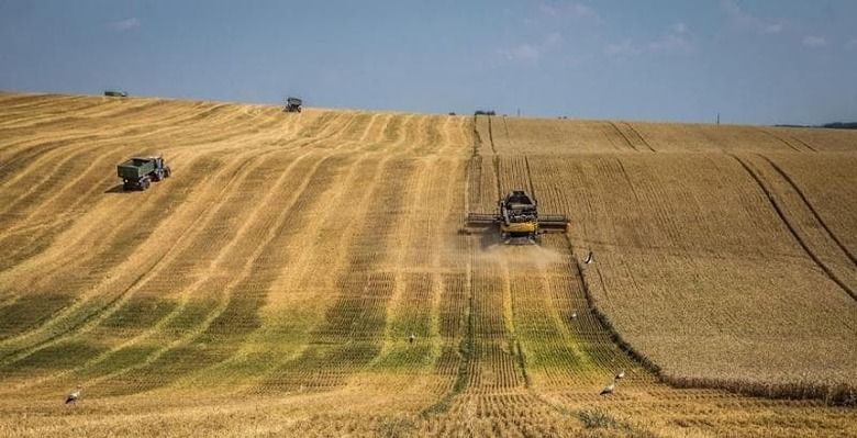 В Україні вже зібрали 100 тисяч тонн ранніх зернових