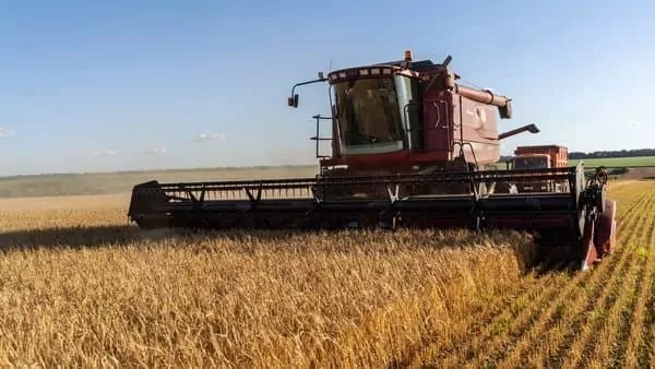 Туреччина може продовжити заборону на імпорт пшениці до кінця 2024 року