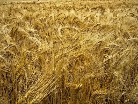 Украина запустит лабораторию для определения происхождения пшеницы, чтобы бороться с воровством зерна