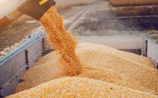 Молдова продолжит лицензировать импорт зерна до конца 2024 года