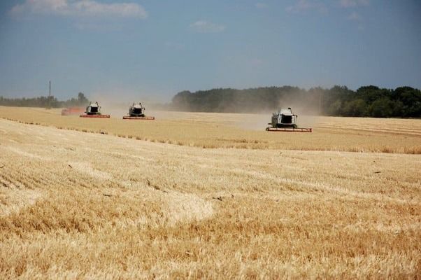 Украинские аграрии ожидают меньший урожай из-за засухи