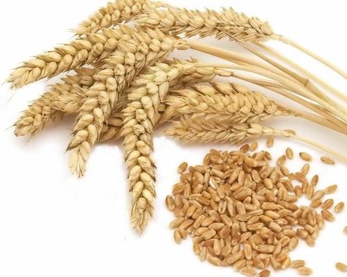 Аграрии Житомирской области продолжают собирать ранние зерновые, средняя урожайность составляет 37 ц/га