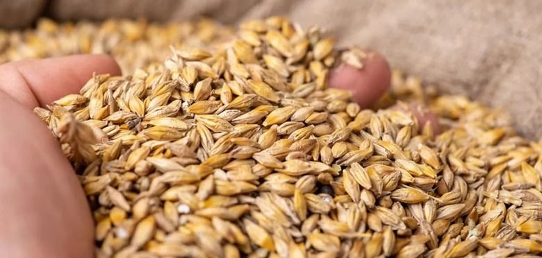 В Украине запустили Реестр хранения зерна