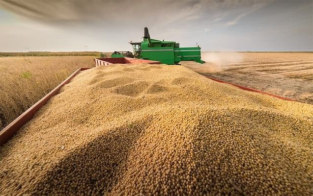 Какая культура побила рекорды урожайности в Украине в 2024 году?