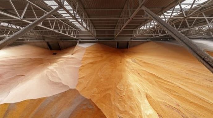 Мировые запасы зерновых сокращаются, – прогноз на 2024-2025 год