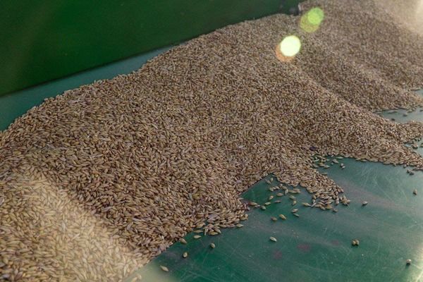 Экспорт российской пшеницы на грани коллапса