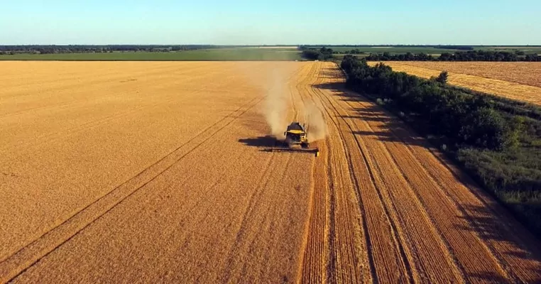 Чому українське зерно – це надзвичайно вигідно для ЄС?
