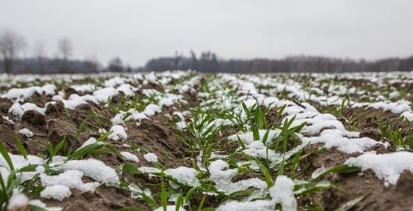 Аномально теплая зима в Украине: что будет с озимыми