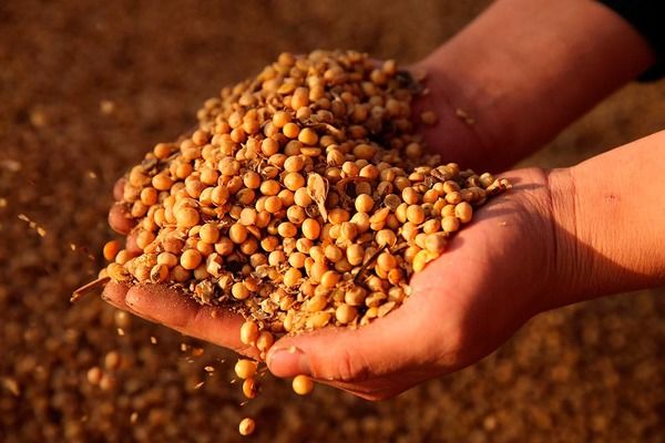 Пакистан стал третьим в мире крупнейшим импортером украинской сои