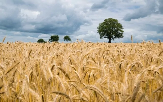 Ініціативу Grain from Ukraine буде розширено – які країни отримають допомогу?