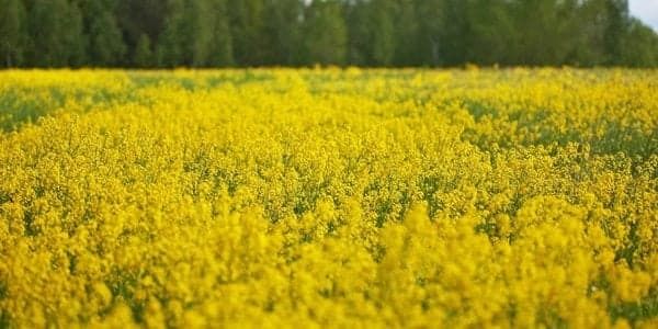 Украина – лидер по поставке рапса в ЕС: кто наши конкуренты?