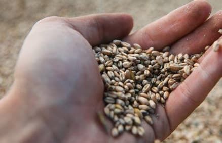 Україна експортувала майже 27 млн тонн зернових