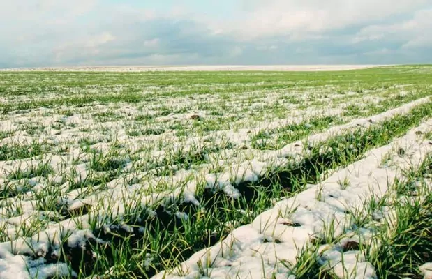 Який наразі стан озимих культур в Україні?