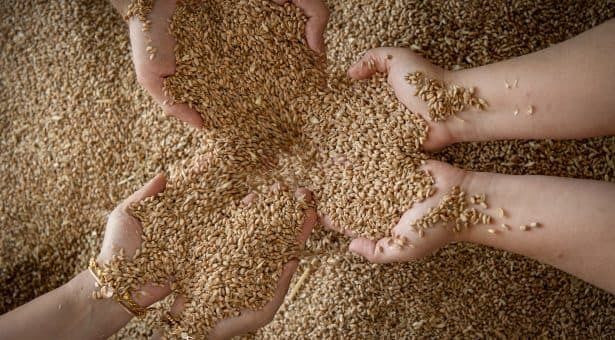 Турция наращивает импорт пшеницы: запасы сократились, экспорт падает