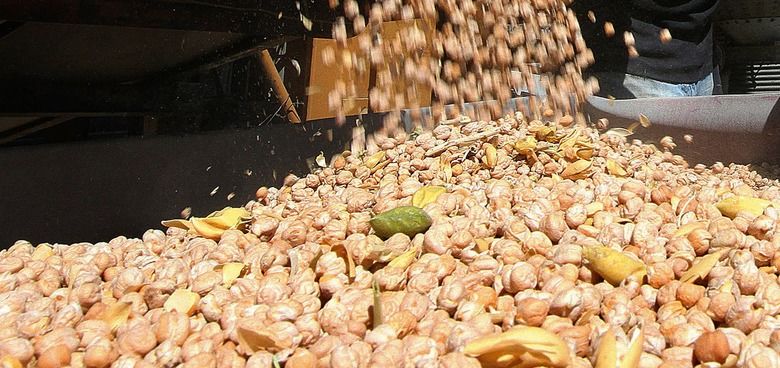 Украина и Китай подписали важное агросоглашение: новые продукты выходят на китайский рынок