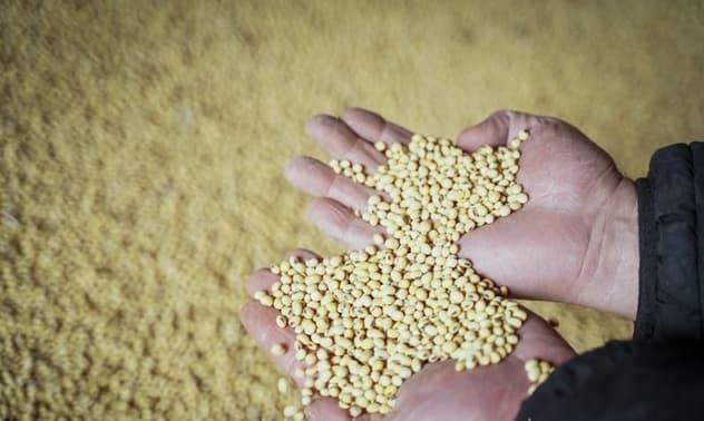Украина установила рекорд по экспорту сои: что происходит на рынке и какие перспективы?
