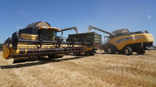 Глобальный рынок зерна штормит, – прогноз