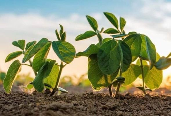 Українська біотехнологічна компанія та Латвійський університет досліджуватимуть вирощування органічної сої