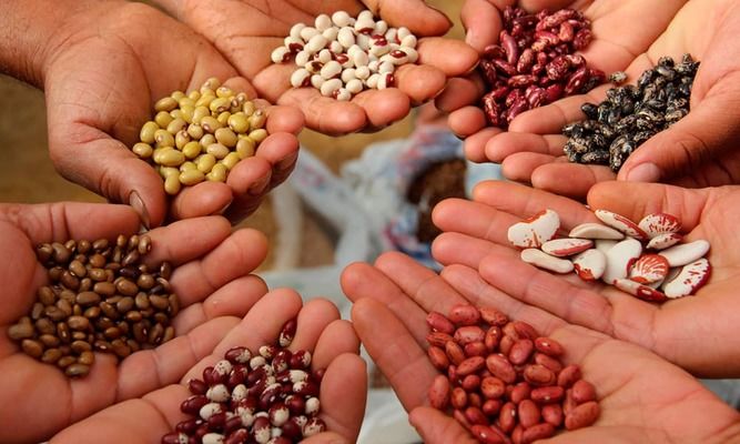 На окупованій Херсонщині фермерів примушують купувати насіння у російських монополістів