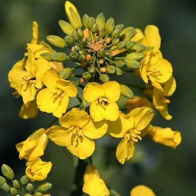 В Украине дефицит рапса, – эксперты