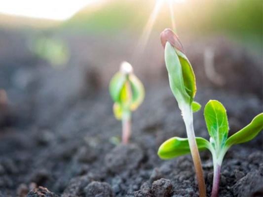 В Украине стартовала активная весенняя вегетация, но заморозки повредили плодовые культуры