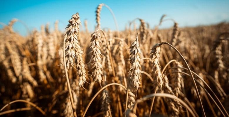 Индия уже закупила более 25 млн тонн пшеницы нового урожая — больше, чем в прошлом