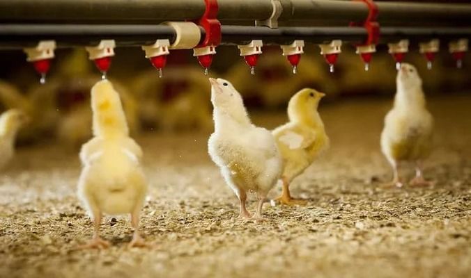 Олияр строит мощную птицефабрику во Львове: более 1,6 миллиона яиц будут производить ежедневно