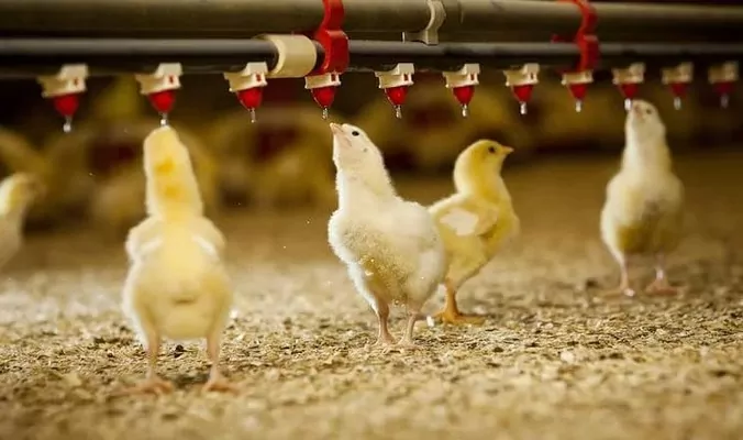 Олияр строит мощную птицефабрику во Львове: более 1,6 миллиона яиц будут производить ежедневно