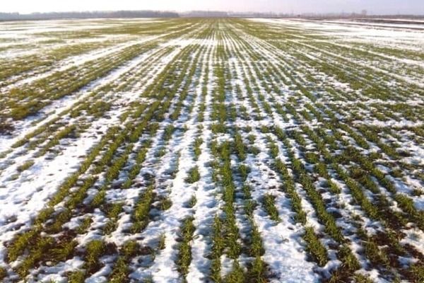 Несмотря на заморозки и снег, посевная в Украине продолжается по графику