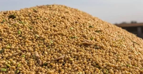 Китай продовжує робити ставку на бразильську сою, попри торговельне перемир’я зі США