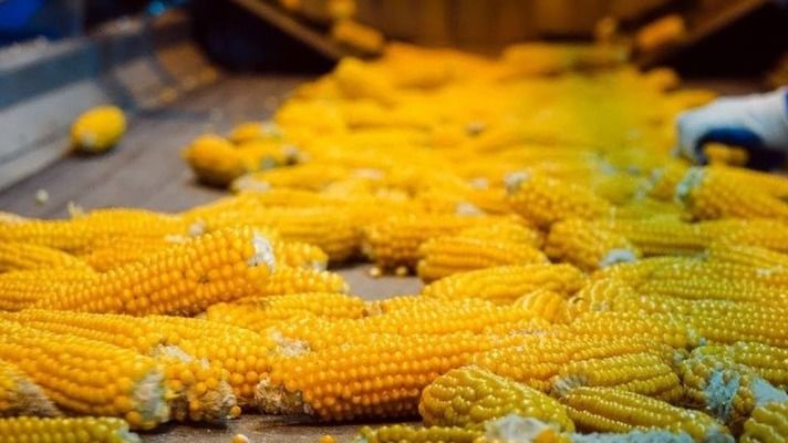 США и мир ожидают рекордный урожай кукурузы в 2025 году, несмотря на торговое напряжение